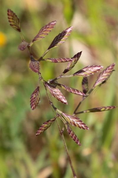  Desmazeria philistaea, Cutandia philistaea, אדמדמית פלשתית,  ديزمازيريا