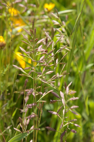  Desmazeria philistaea, Cutandia philistaea, אדמדמית פלשתית,  ديزمازيريا