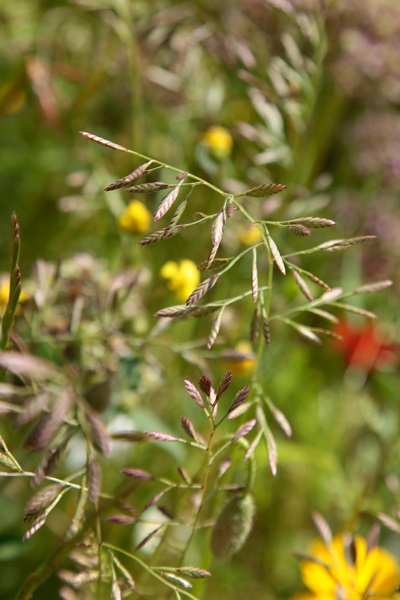  Desmazeria philistaea, Cutandia philistaea, אדמדמית פלשתית,  ديزمازيريا