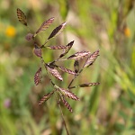 Desmazeria philistaea, Cutandia philistaea, Fern grass, hard poa, rigid fescue, אדמדמית פלשתית