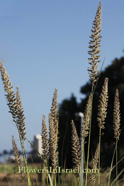Desmostachya bipinnata, Eragrostis bipinnata, Halfa grass,Big cordgrass or Salt reed-grass, חילף החולות, حلفا