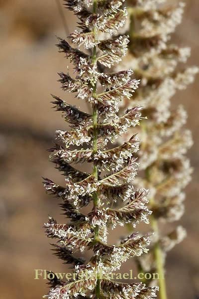 Desmostachya bipinnata, Eragrostis bipinnata, Halfa grass,Big cordgrass or Salt reed-grass, חילף החולות