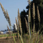 Desmostachya bipinnata, Israel, green wildflowers