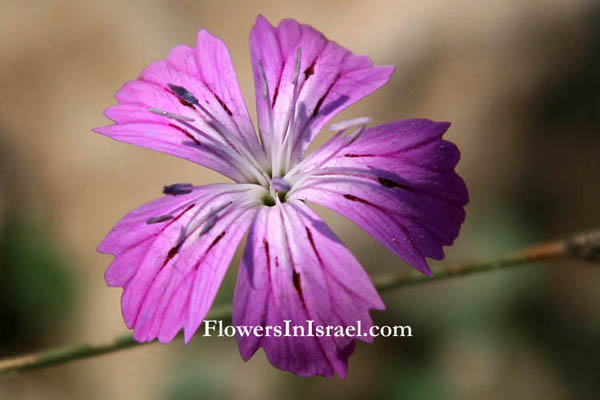  Dianthus strictus, Dianthus multipunctatus, Dianthus polycladus, Wild Pink,القرنفل المنتصب , צפורן נקוד