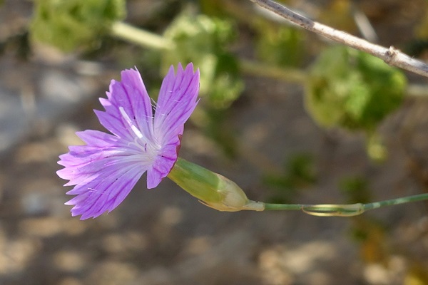 Dianthus strictus, Dianthus multipunctatus, Dianthus polycladus, Wild carnation, Wild Pink,القرنفل المنتصب  ,צפורן נקוד