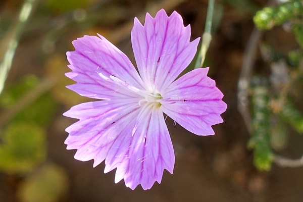 Dianthus strictus, Dianthus multipunctatus, Dianthus polycladus, Wild carnation, Wild Pink,القرنفل المنتصب  ,צפורן נקוד