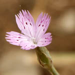 Dianthus strictus, ישראל, פרחי בר, פרחים וורודים