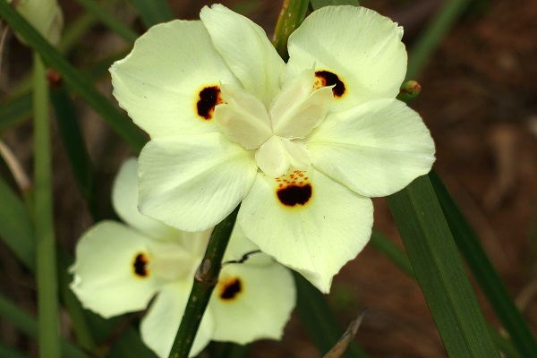  Dietes bicolor, Iris bicolor, Moraea bicolor, Yellow Wild Iris, Peacock Flower, Butterfly Iris, דיאטס דו- גוני