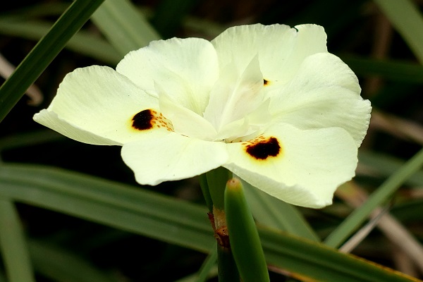  Dietes bicolor, Iris bicolor, Moraea bicolor, Yellow Wild Iris, Peacock Flower, Butterfly Iris, דיאטס דו- גוני