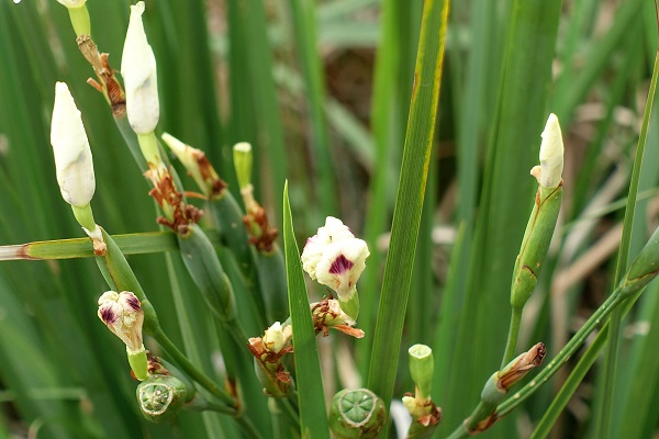  Dietes bicolor, Iris bicolor, Moraea bicolor, Yellow Wild Iris, Peacock Flower, Butterfly Iris, דיאטס דו- גוני