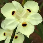 Dietes bicolor, Israel, Flora, Flowers, Plants