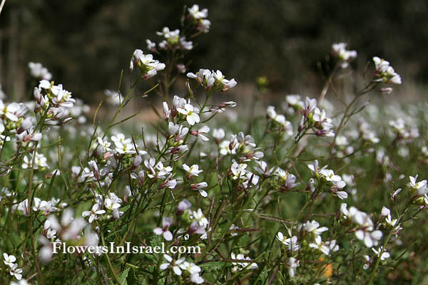 plants of the Bible, Flowers of the Bible, biblical plants