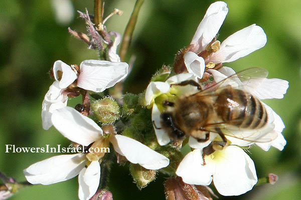 Diplotaxis erucoides, White Wall-rocket, حويرنة, טוריים מצויים