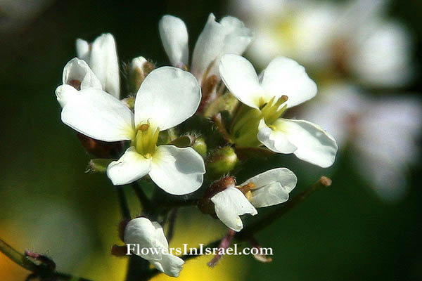 Diplotaxis erucoides, White Wall-rocket, حويرنة, טוריים מצויים