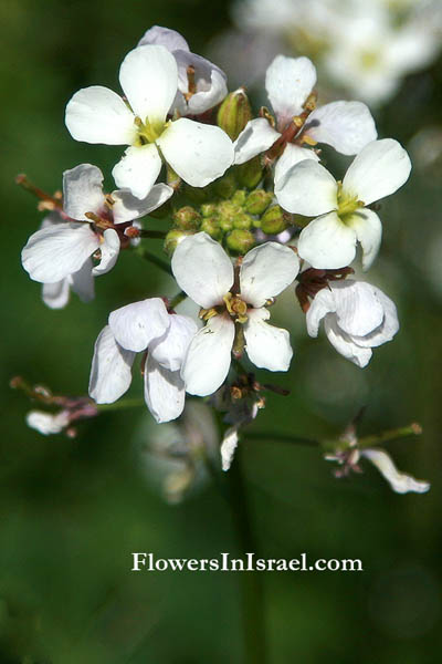 Diplotaxis erucoides, White Wall-rocket, حويرنة, טוריים מצויים