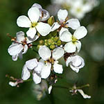 Diplotaxis erucoides, Flora, Israel, wild flowers