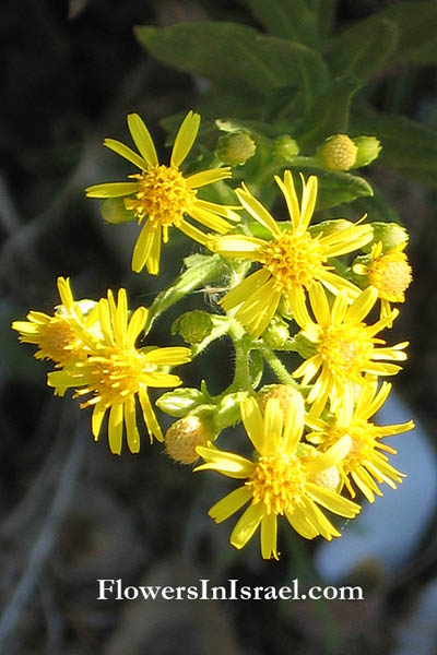 Dittrichia viscosa,Inula viscosa, Strong-Smelling Inula, טיון דביק, نويطلا 