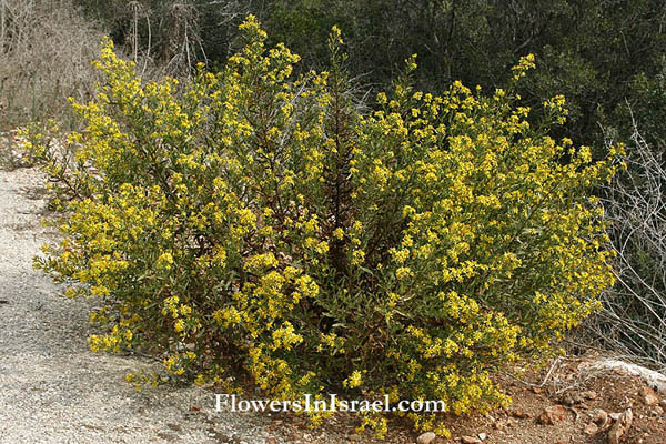 plants of the Bible, Flowers of the Bible, biblical plants