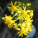 Dittrichia viscosa, Israel, Yellow colored flowers