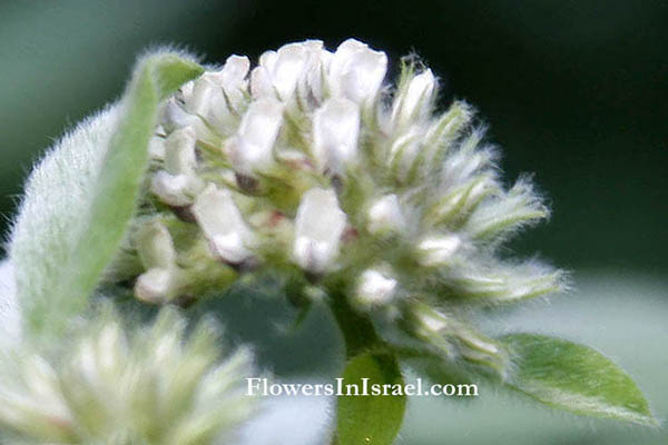 plants of the Bible, Flowers of the Bible, biblical plants