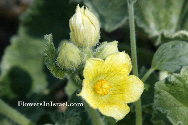 Flowers of Israel, flora en Israel