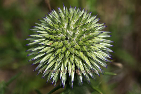 Echinops adenocaulos, Globe thistle, قوص ,קיפודן מצוי