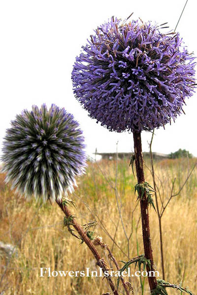 Echinops adenocaulos, Globe thistle, قوص ,קיפודן מצוי