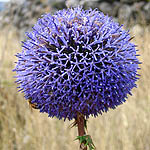 Echinops adenocaulos, Israel wildflowers, Dark Blue Flowers