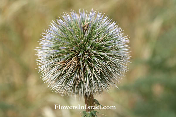 Echinops gaillardotii,Gaillardot’s globe-thistle,قَرْقَفان غَيَّرْدوه ,קיפודן גיירדו 