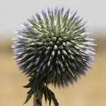 Echinops gaillardotii, Israel wildflowers, Dark Blue Flowers