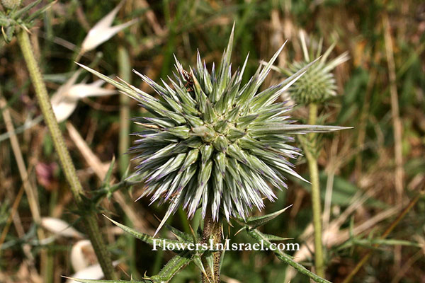 Native Plants of Palestine