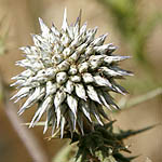 Echinops polyceras, Israel wildflowers, Dark Blue Flowers