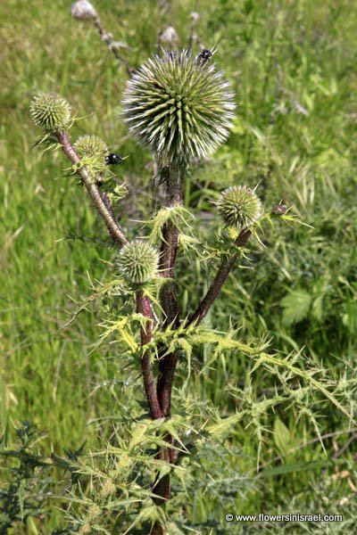 Native plants of Palestine