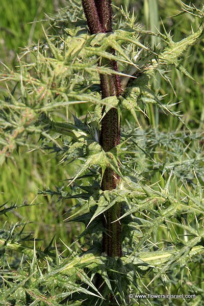 Echinops viscosus, Echinops spinosissimus, Echinops spinosus, Echinops creticus, Viscous globe-thistle, קיפודן סורי, קיפודן דביק