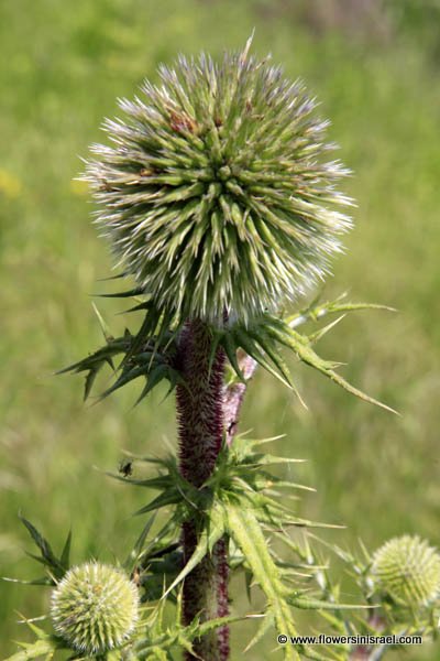 Native plants of Israel