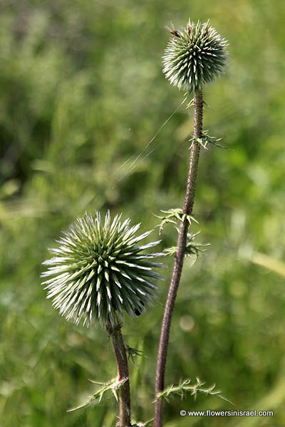 Israel wildflowers botany nature