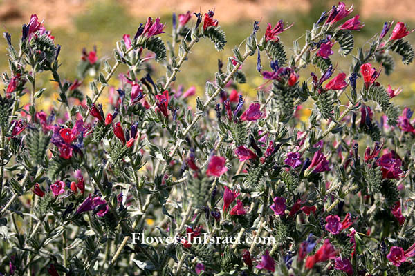 Echium angustifolium, Hispid Viper's-bugloss, עכנאי שרוע ,زهرة الأفعى ضيقة الأوراق