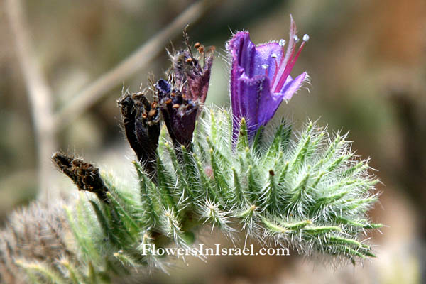 Echium angustifolium, Hispid Viper's-bugloss, עכנאי שרוע, Boraginaceae, זיפניים 