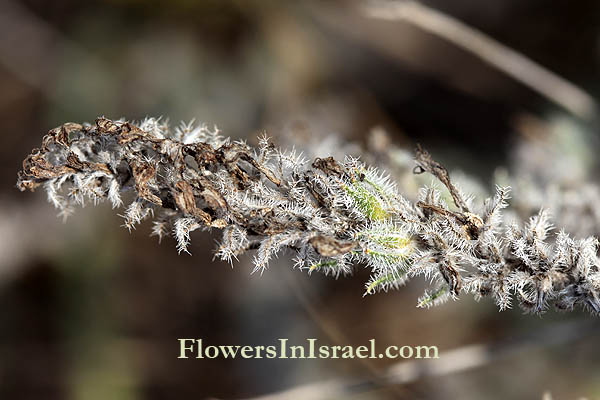 Israel, Travel, Nature, Flowers, Botany