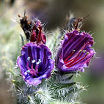 Echium angustifolium, ישראל, פרחים, צמחי בר