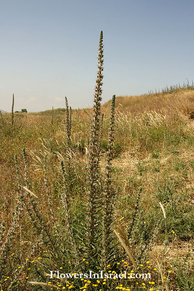 Fleurs sauvages, Wildblumen, Fiori, флоры, Flores Silvestres, زهور