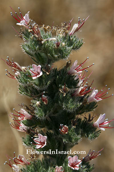 Echium glomeratum, Tall Viper's-bugloss, 
حميم ,עכנאי מגובב,Boraginaceae, זיפניים