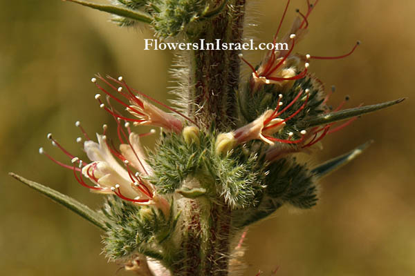 Echium glomeratum, Tall Viper's-bugloss,  
حميم, עכנאי שרוע,Boraginaceae, זיפניים