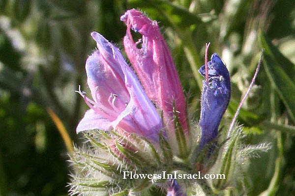 Fleurs sauvages, Wildblumen, Fiori, флоры, Flores Silvestres, زهور