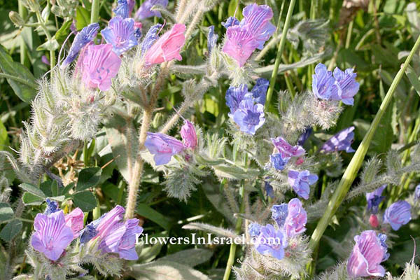 Echium judaeum, Judean Viper's-bugloss, ححمحم الغور, עכנאי יהודה