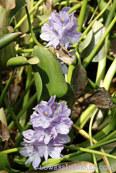 Israel wildflowers and native plants of Palestine