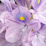 Eichhornia crassipes, Common Water Hyacinth, יקינתון המים ,איכהורניה עבת-רגל