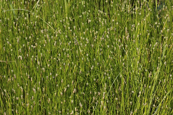  Eleocharis palustris, Creeping spike rush, בצעוני מצוי, بربيت المستنقع