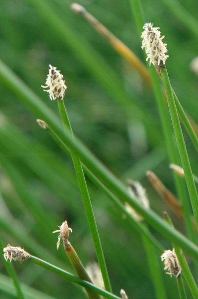  Eleocharis palustris, Creeping spike rush, בצעוני מצוי, بربيت المستنقع