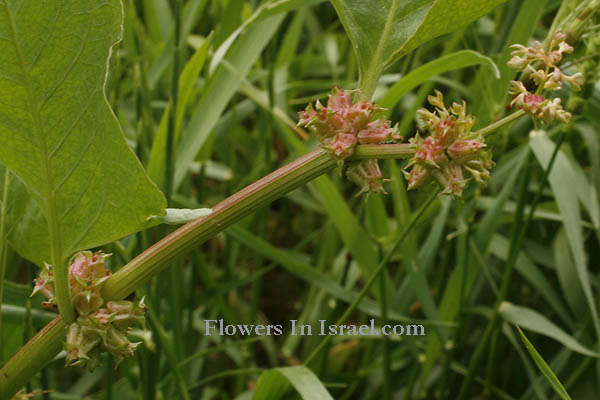 Fleurs sauvages, Wildblumen, Fiori, флоры, Flores Silvestres, زهور